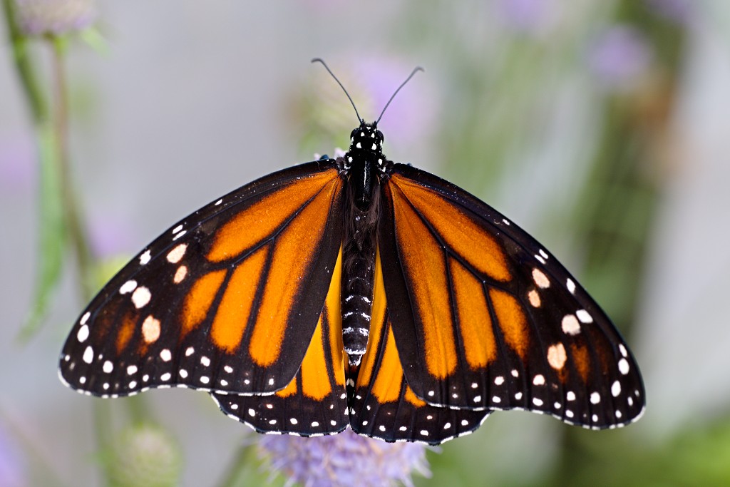 vlinder vlinders hdr insect insecten nederland uitheems Lepidoptera rups rupsen vlindertuin natuur